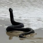 snake-ocean-city-md-042925-1-c84f701d15e241878288199d5ea07137.jpg