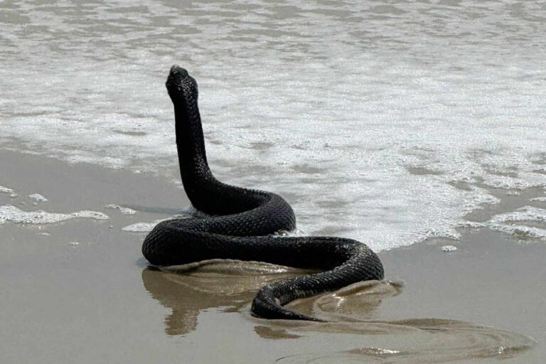 snake-ocean-city-md-042925-1-c84f701d15e241878288199d5ea07137.jpg