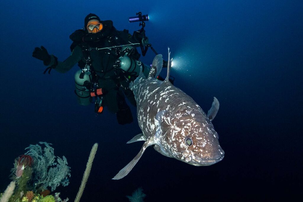 Coelacanth-9_04292025-234cf02e30104b92853b1376cdaa67fd.jpg