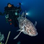 Coelacanth-9_04292025-234cf02e30104b92853b1376cdaa67fd.jpg