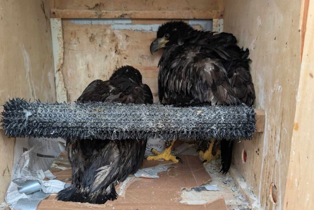 baby-eagles-rescued-7_05012025-f9de4439cb5140109ddcf00c967d6656.jpg