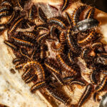 beetles-promo-01-gfbl-facebookJumbo.jpg
