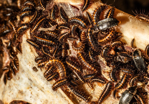 beetles-promo-01-gfbl-facebookJumbo.jpg