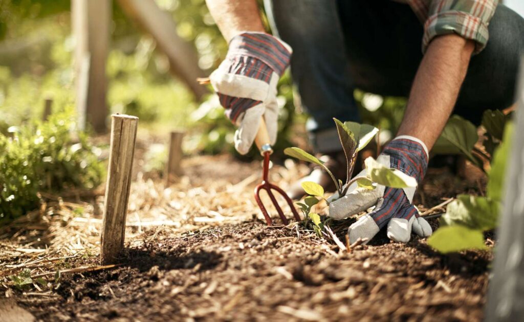 man-gardening-050325-d723b05e15e04fbfa2cbbc9346696128.jpg