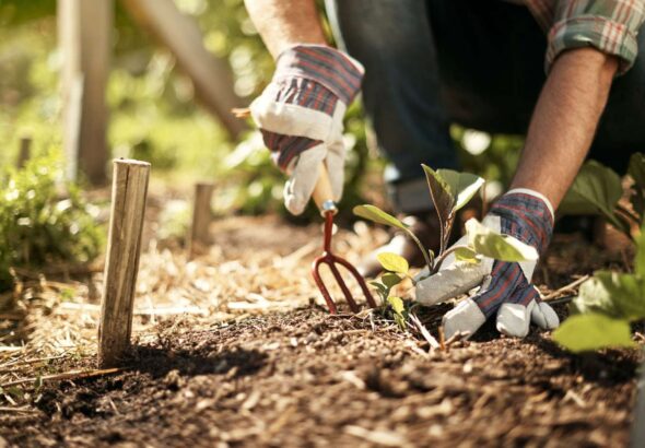 man-gardening-050325-d723b05e15e04fbfa2cbbc9346696128.jpg