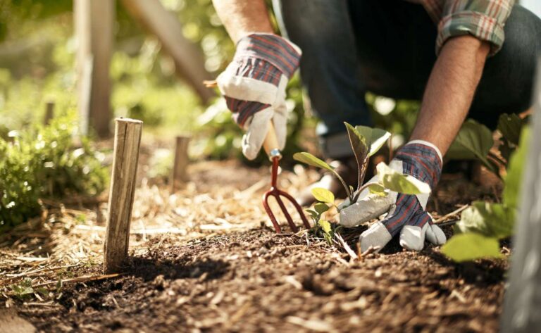 man-gardening-050325-d723b05e15e04fbfa2cbbc9346696128.jpg