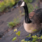 met-goose-top-01-vpch-facebookJumbo.jpg