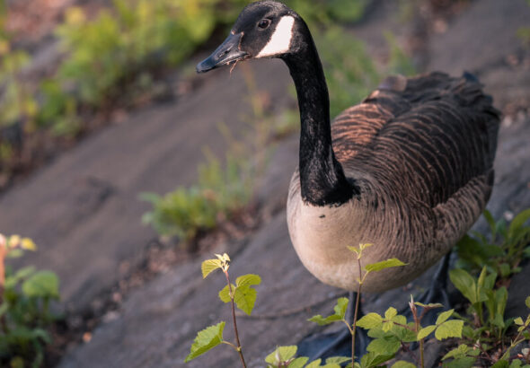 met-goose-top-01-vpch-facebookJumbo.jpg