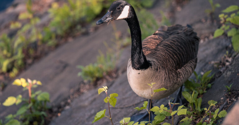 met-goose-top-01-vpch-facebookJumbo.jpg