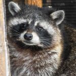 raccoon-050625-0a709ba681844bbfb53f8724d0c36fe7.jpg