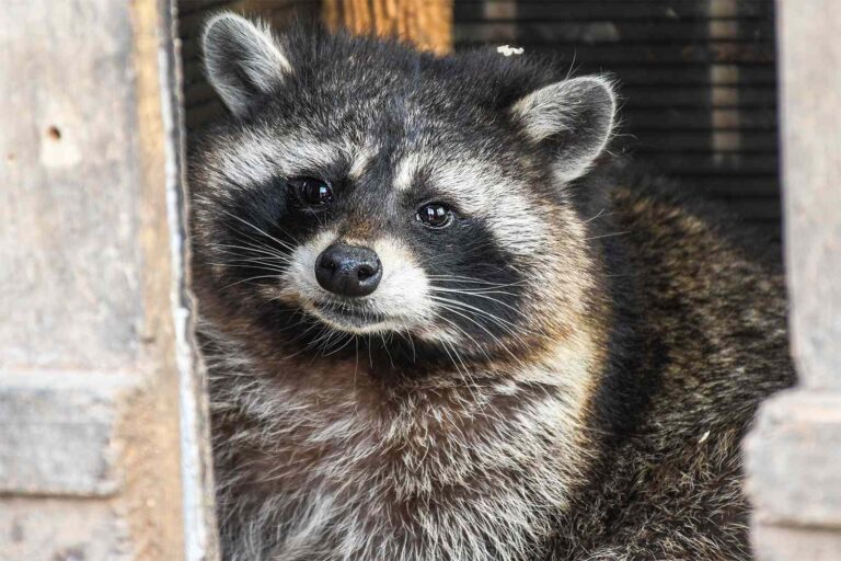 raccoon-050625-0a709ba681844bbfb53f8724d0c36fe7.jpg