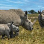 rhinos-050625-2-940600d36b0744869257e4d9ab9baf70.jpg