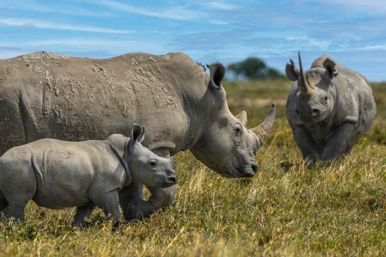 rhinos-050625-2-940600d36b0744869257e4d9ab9baf70.jpg